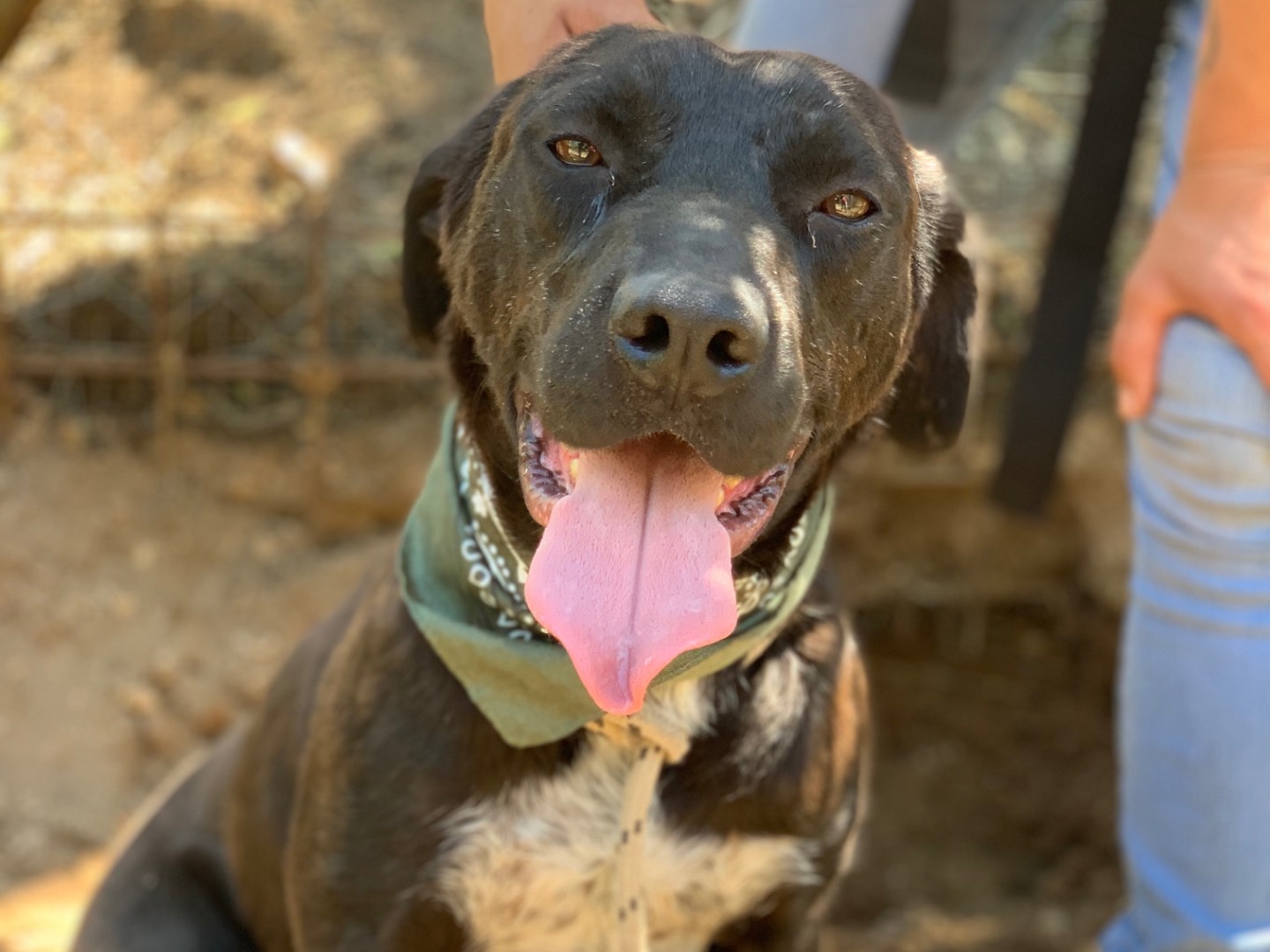 Adozione cane, maschio, Razza sconosciuta Razza sconosciuta, 3 anni e 2 mesi, taglia media, Latina