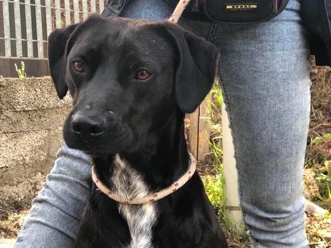 Adotta un cane, taglia media, maschio, Latina