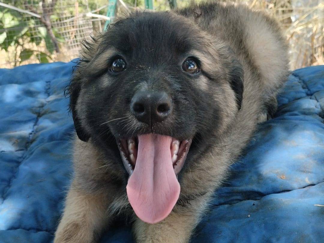 Adotta un cane, maschio, 2 mesi, Vibo