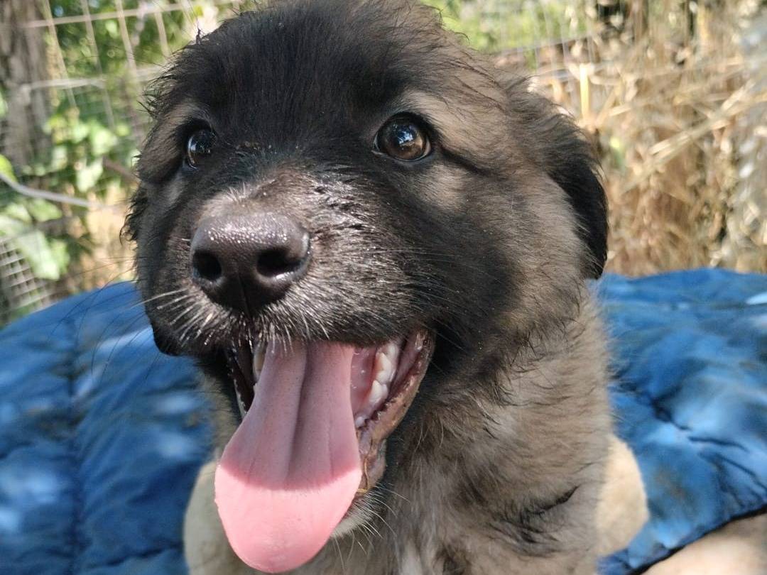 Adotta un cane, taglia media, maschio, Vibo