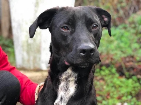 Vuoi adottare un cane a Latina?