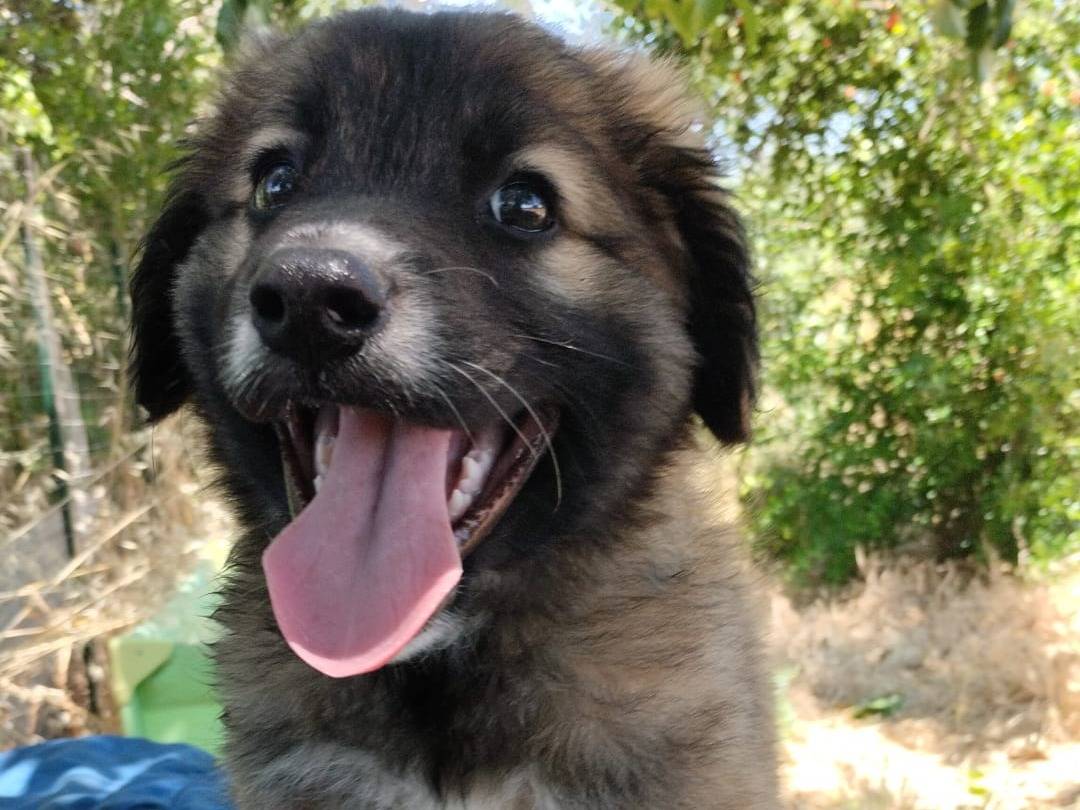 Vuoi adottare un cane a Vibo?