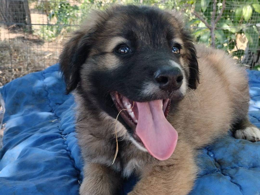 Adozione cane, maschio, Pastore maremmano Razza sconosciuta, 2 mesi, taglia media, Vibo
