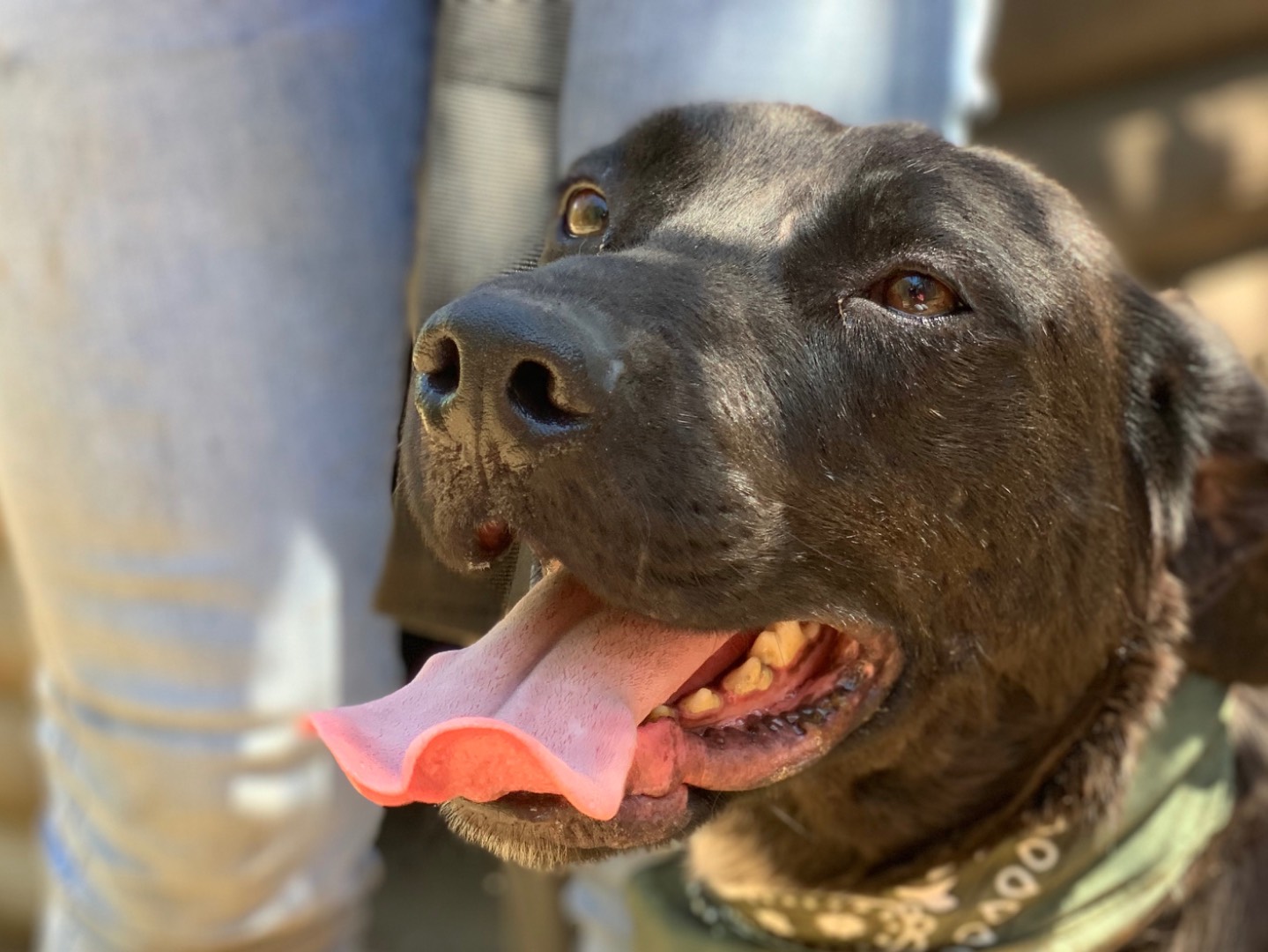 Adotta un cane, maschio, 3 anni e 2 mesi, Latina
