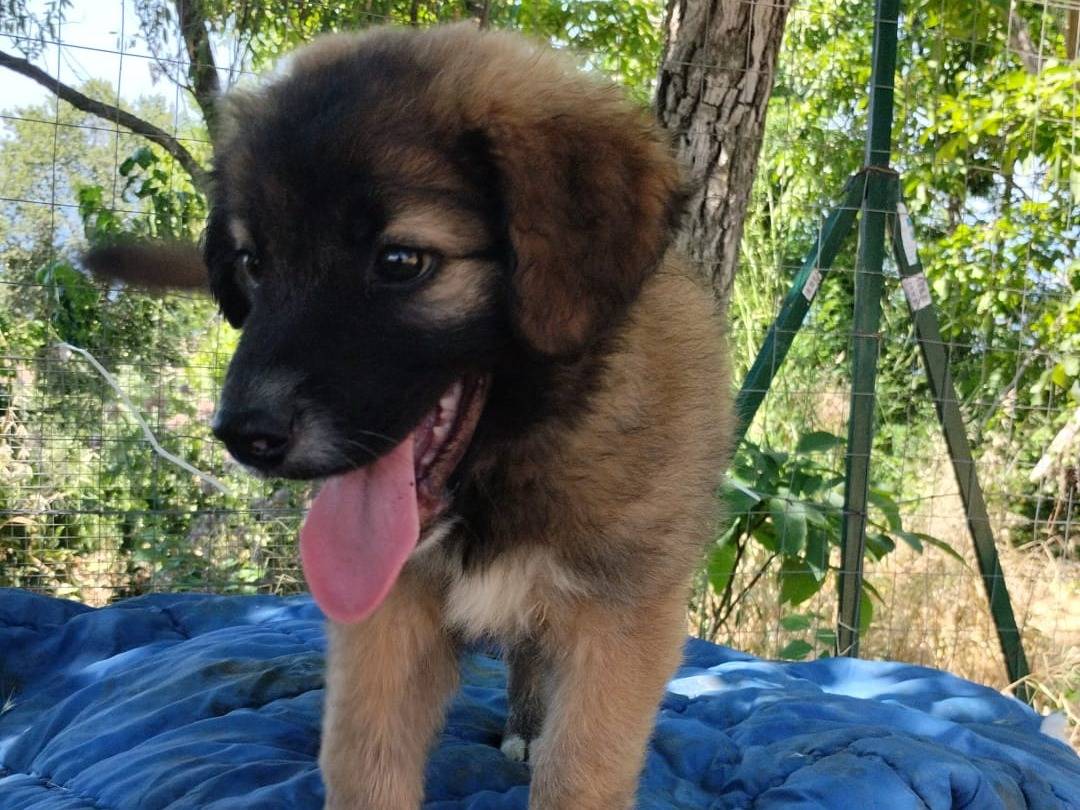 Adotta il cane KIMBO a Vibo