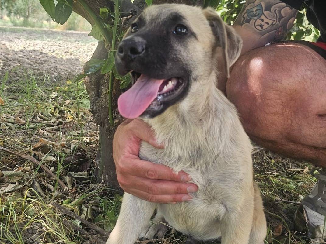 Vuoi adottare un cane a Crotone?