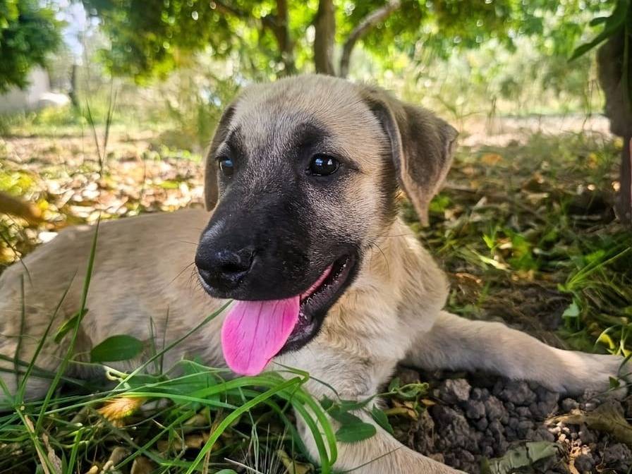 Adotta un cane, femmina, 3 mesi, Crotone