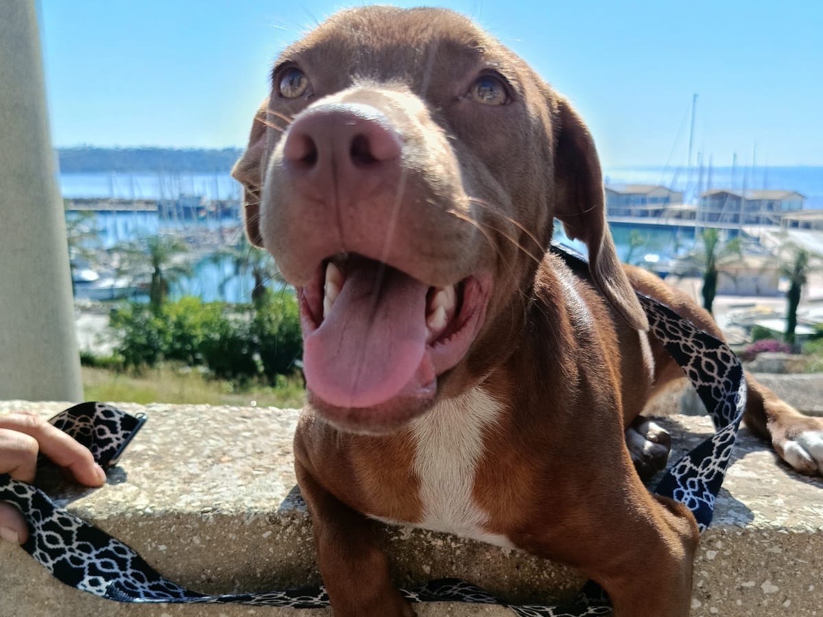 Adozione cane, maschio, Pitbull Razza sconosciuta, 6 mesi, taglia media, Siracusa