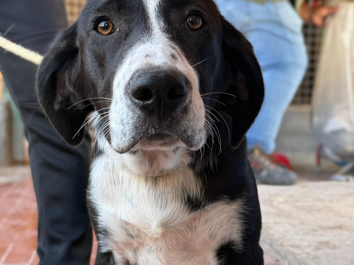 Adotta un cane, taglia media, maschio, Trapani