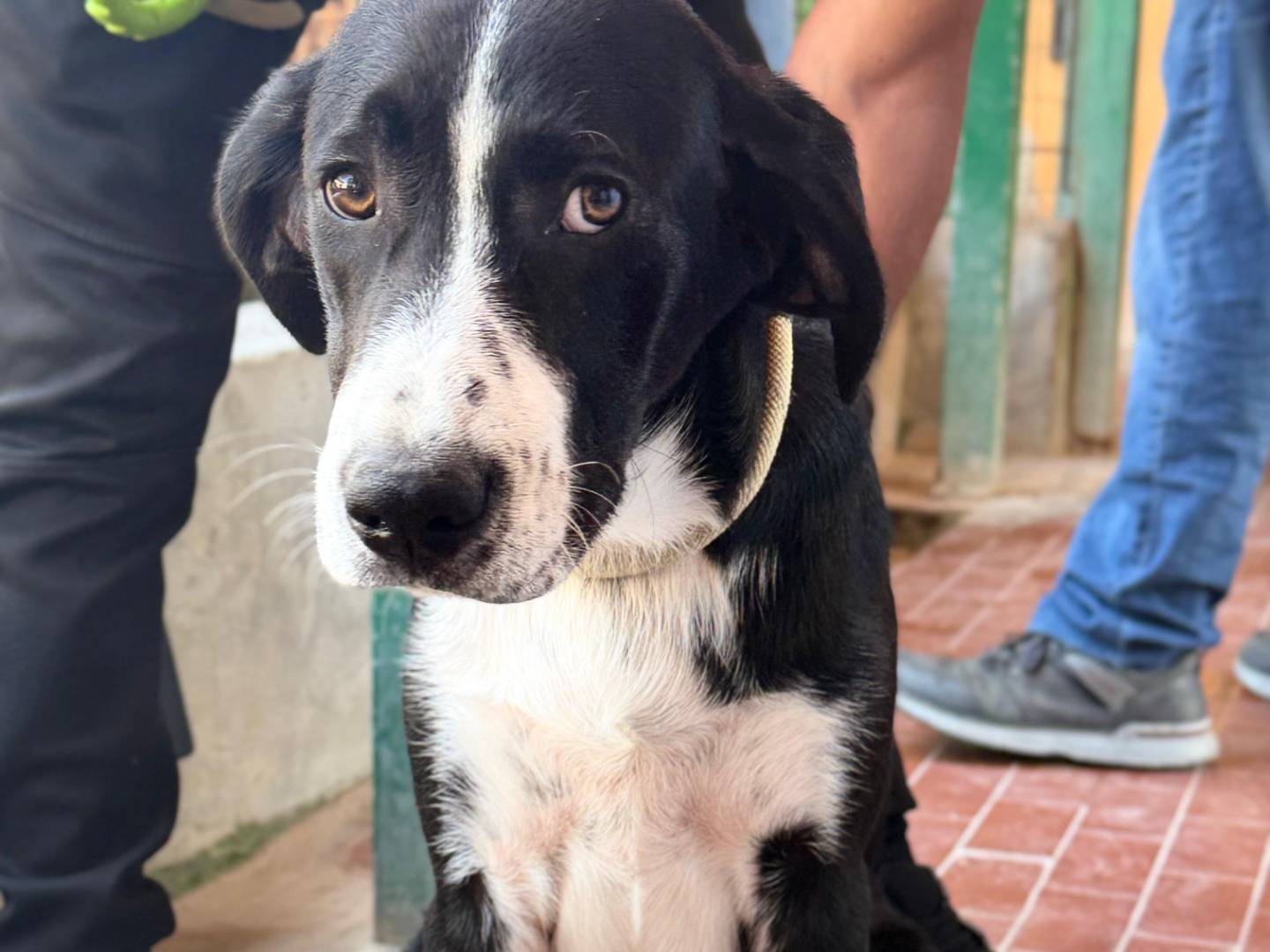 Vuoi adottare un cane a Trapani?