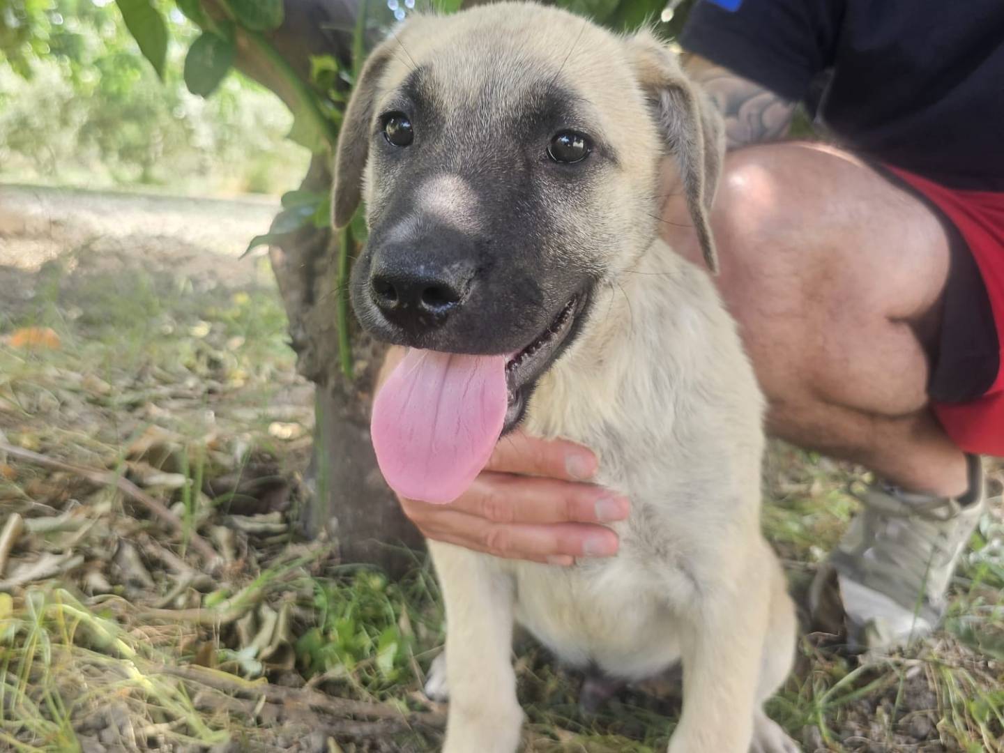 Adotta il cane KANT a Crotone
