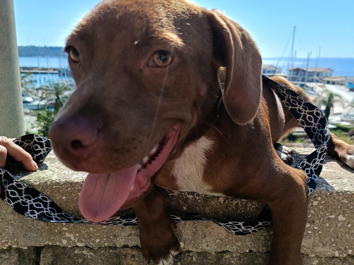 Adotta un cane, maschio, 6 mesi, Siracusa
