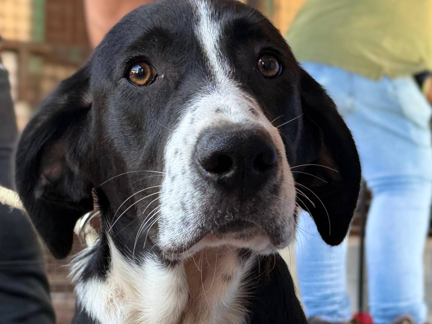 Adotta il cane Chico a Trapani