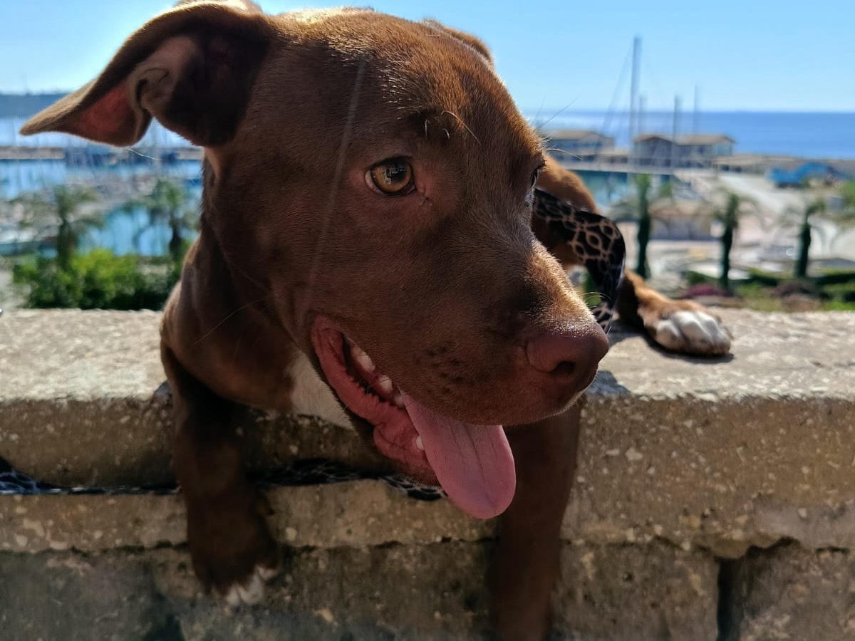 Adotta un cane, taglia media, maschio, Siracusa