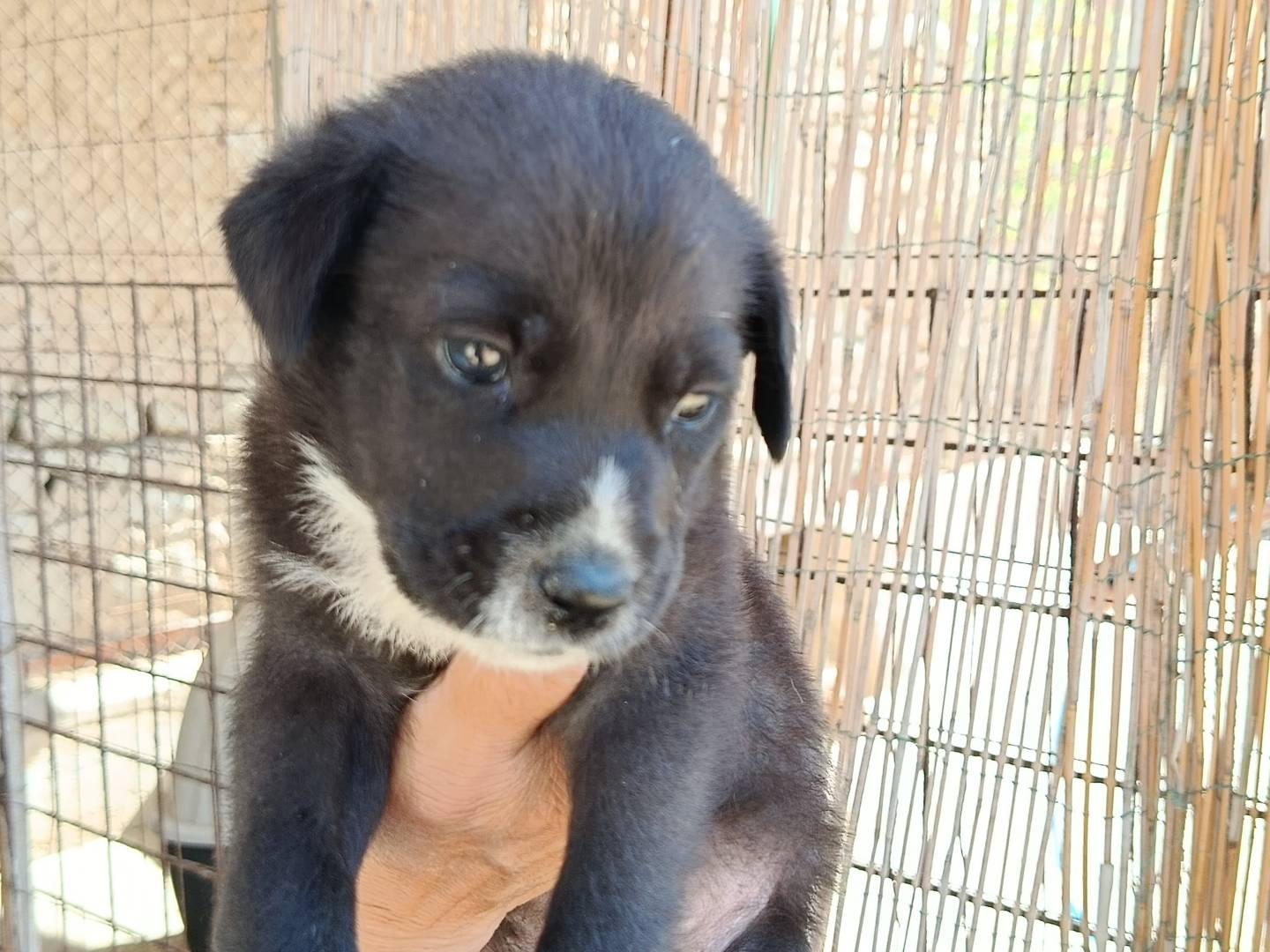 Adozione cane, femmina, Pastore maremmano Razza sconosciuta, 2 mesi, taglia media, Trapani