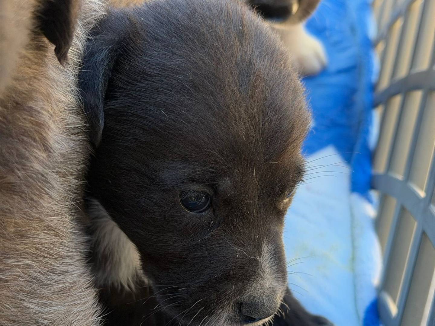 Adotta un cane, femmina, 2 mesi, Trapani