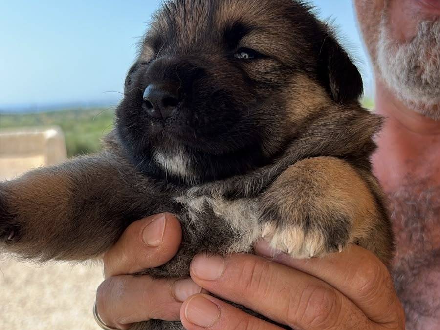 Adozione cane, maschio, Razza sconosciuta Razza sconosciuta, 1 mese, taglia piccola, Siracusa
