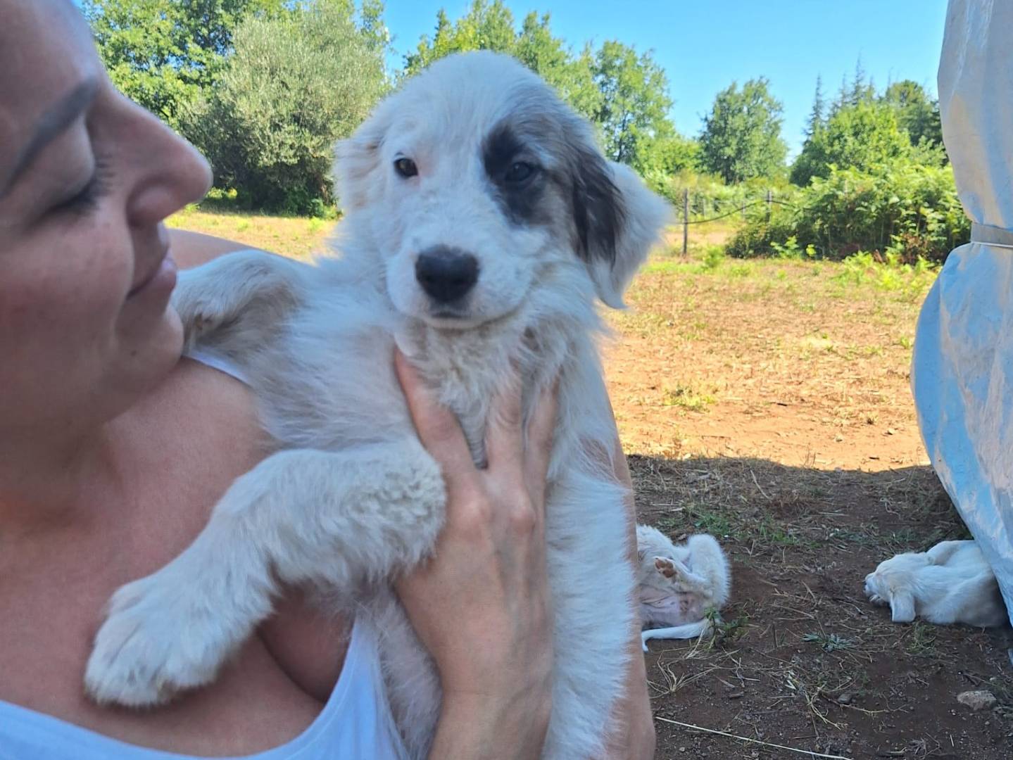 Adozione cane, maschio, Razza sconosciuta Razza sconosciuta, 3 mesi, taglia grande, Genova