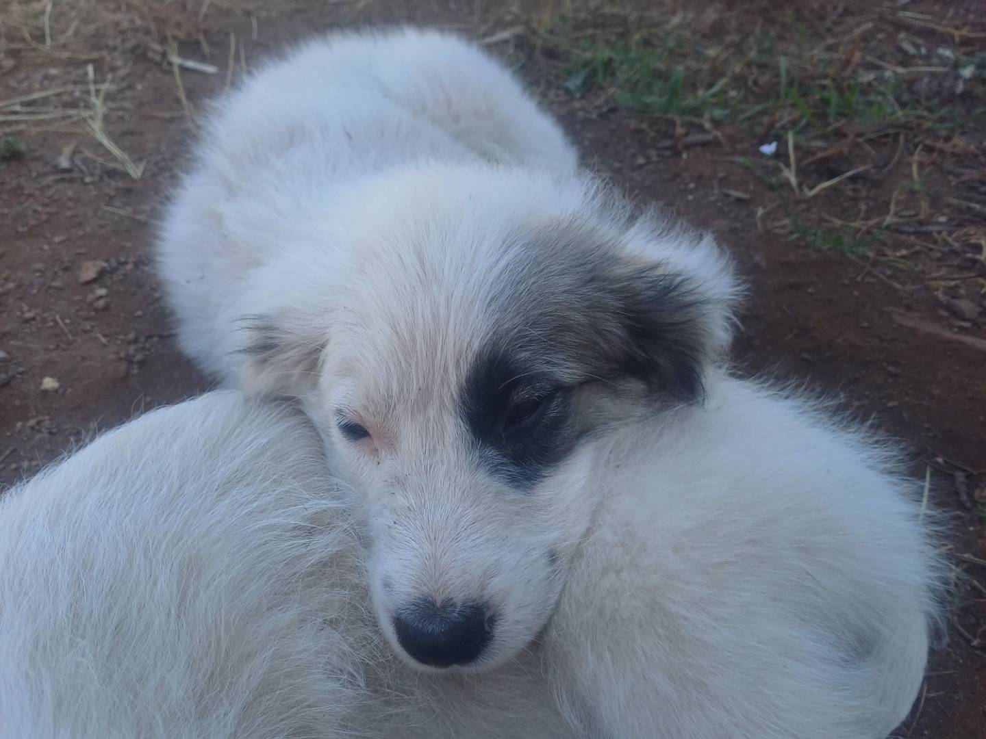 Adotta un cane, maschio, 3 mesi, Genova