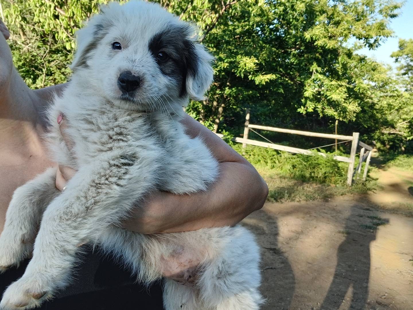 Adotta un cane, taglia grande, maschio, Genova