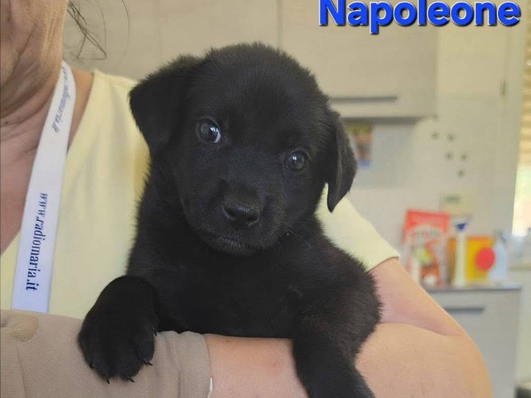 Adozione cane, maschio, Razza sconosciuta Razza sconosciuta, 2 mesi, taglia piccola, Taranto
