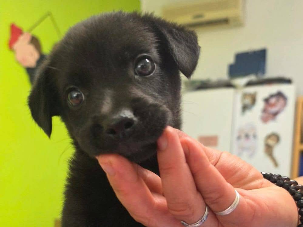 Adotta un cane, taglia piccola, maschio, Taranto