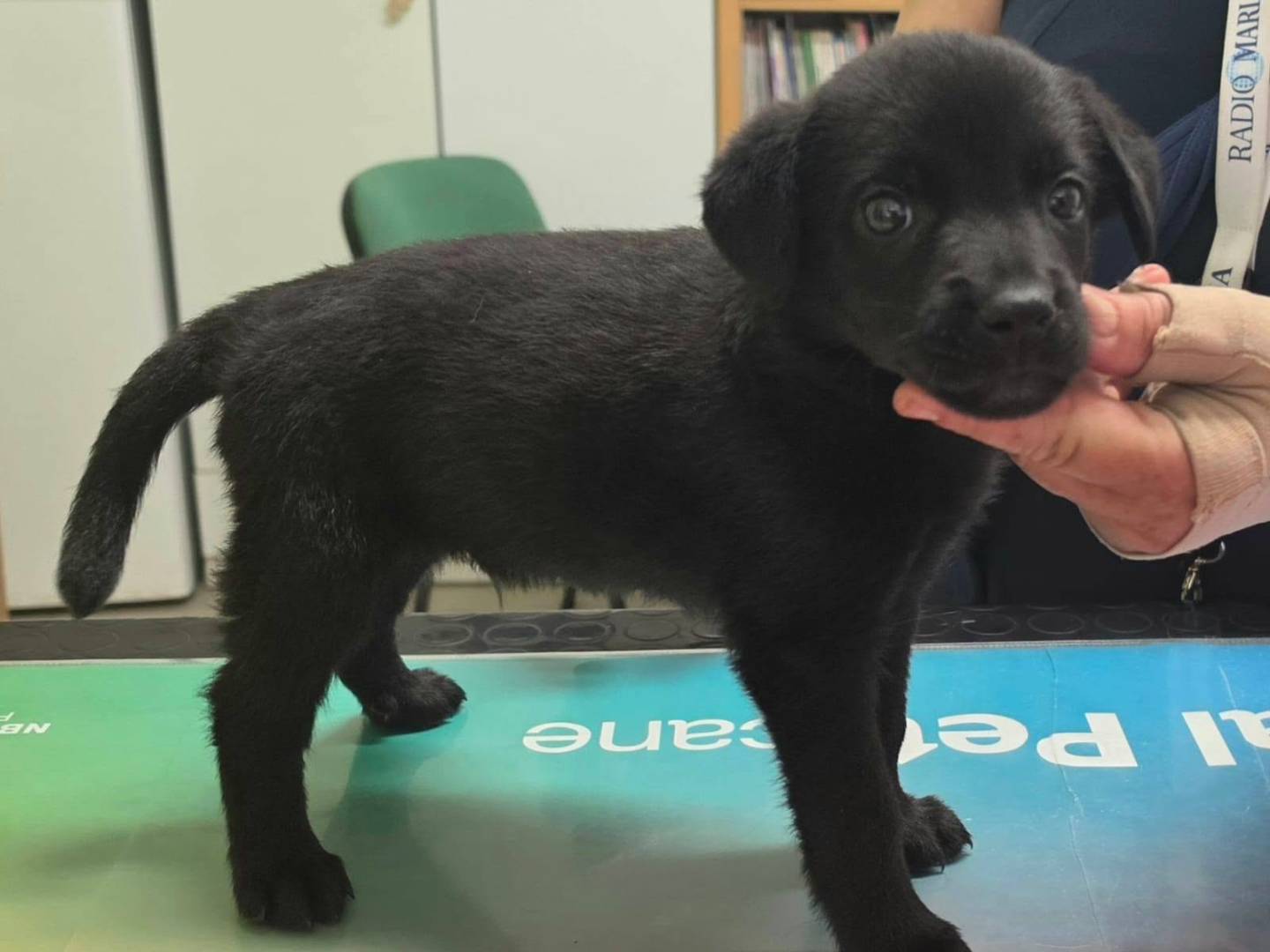 Vuoi adottare un cane a Taranto?