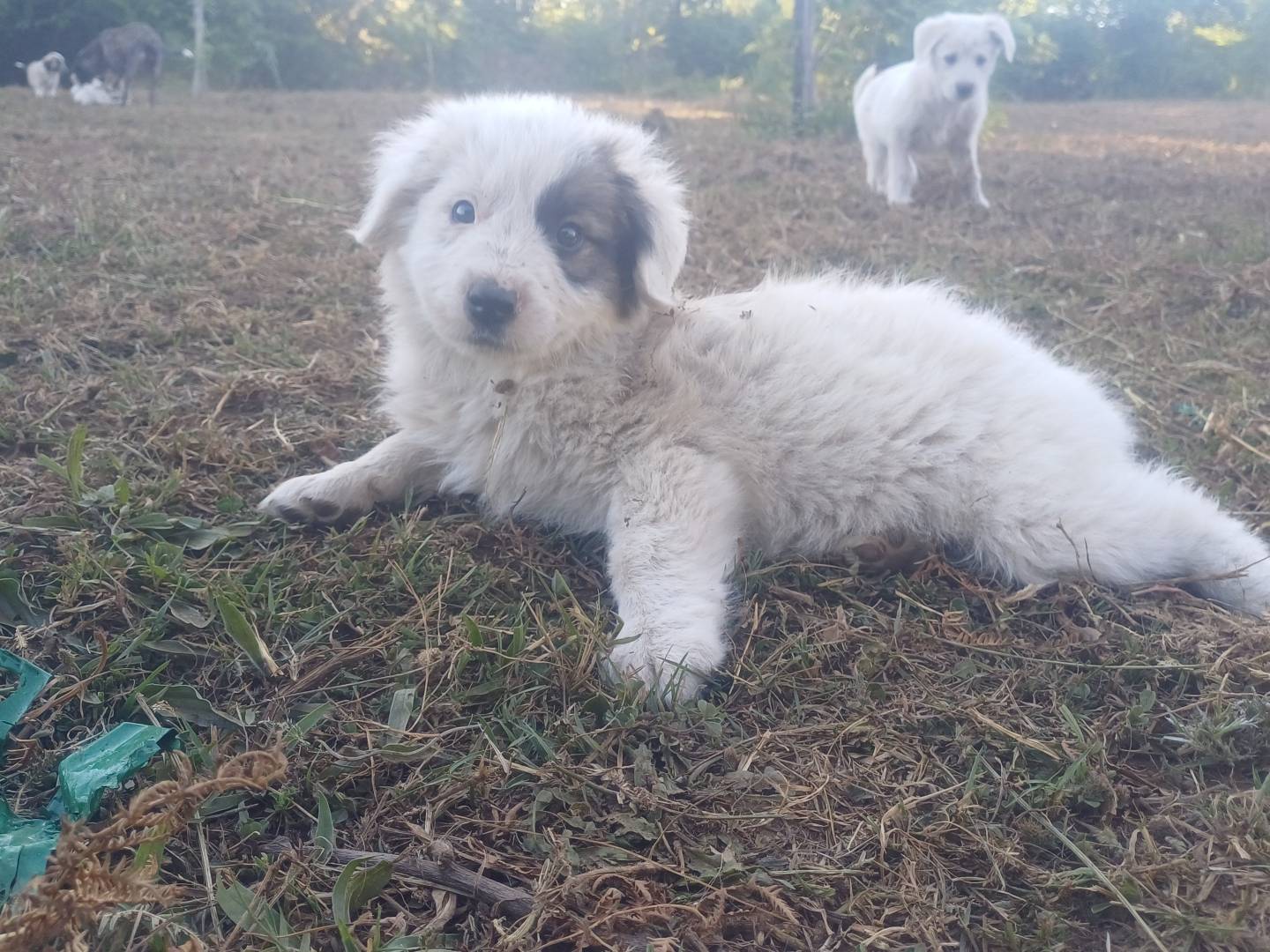Vuoi adottare un cane a Genova?