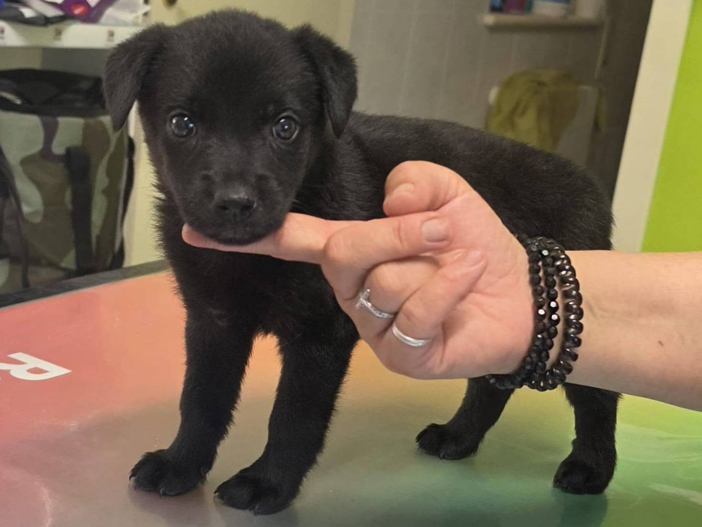 Adotta il cane Napoleone a Taranto