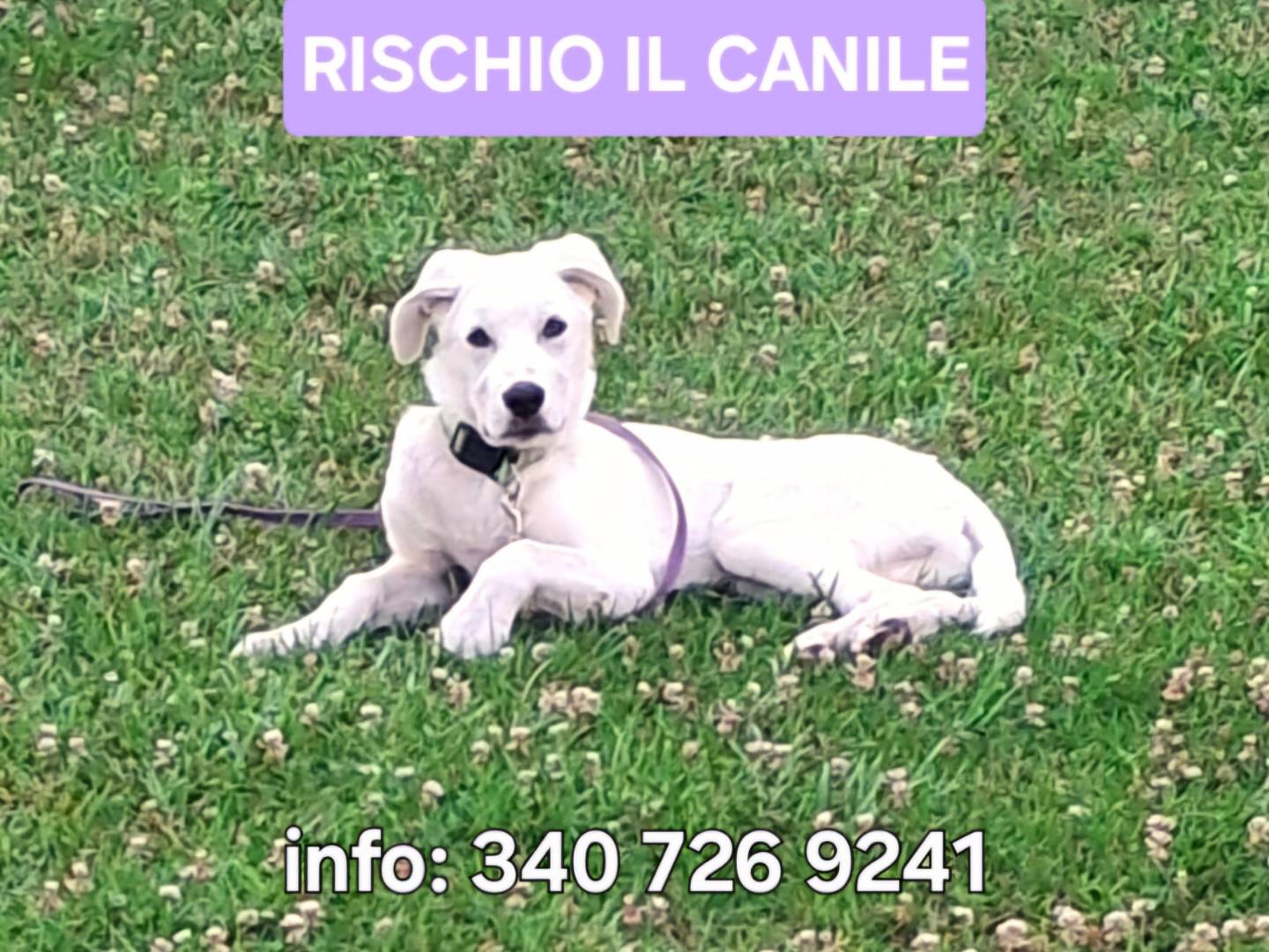 Adozione cane, maschio, Razza sconosciuta Razza sconosciuta, 6 mesi, taglia media, Crotone
