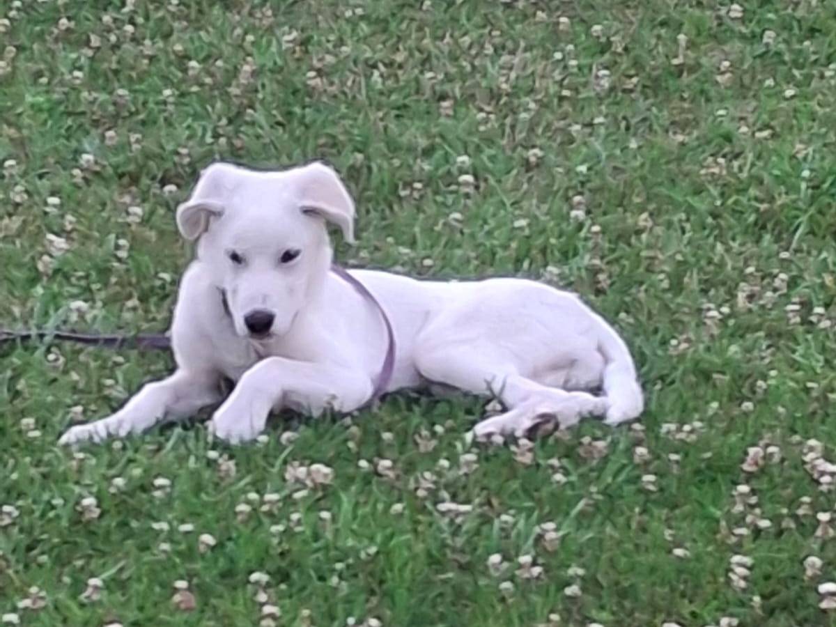 Adotta un cane, maschio, 6 mesi, Crotone