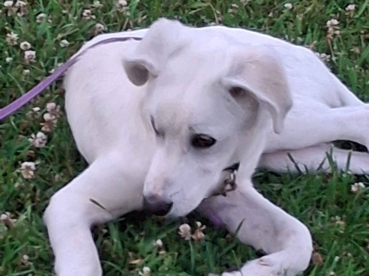 Adotta un cane, taglia media, maschio, Crotone