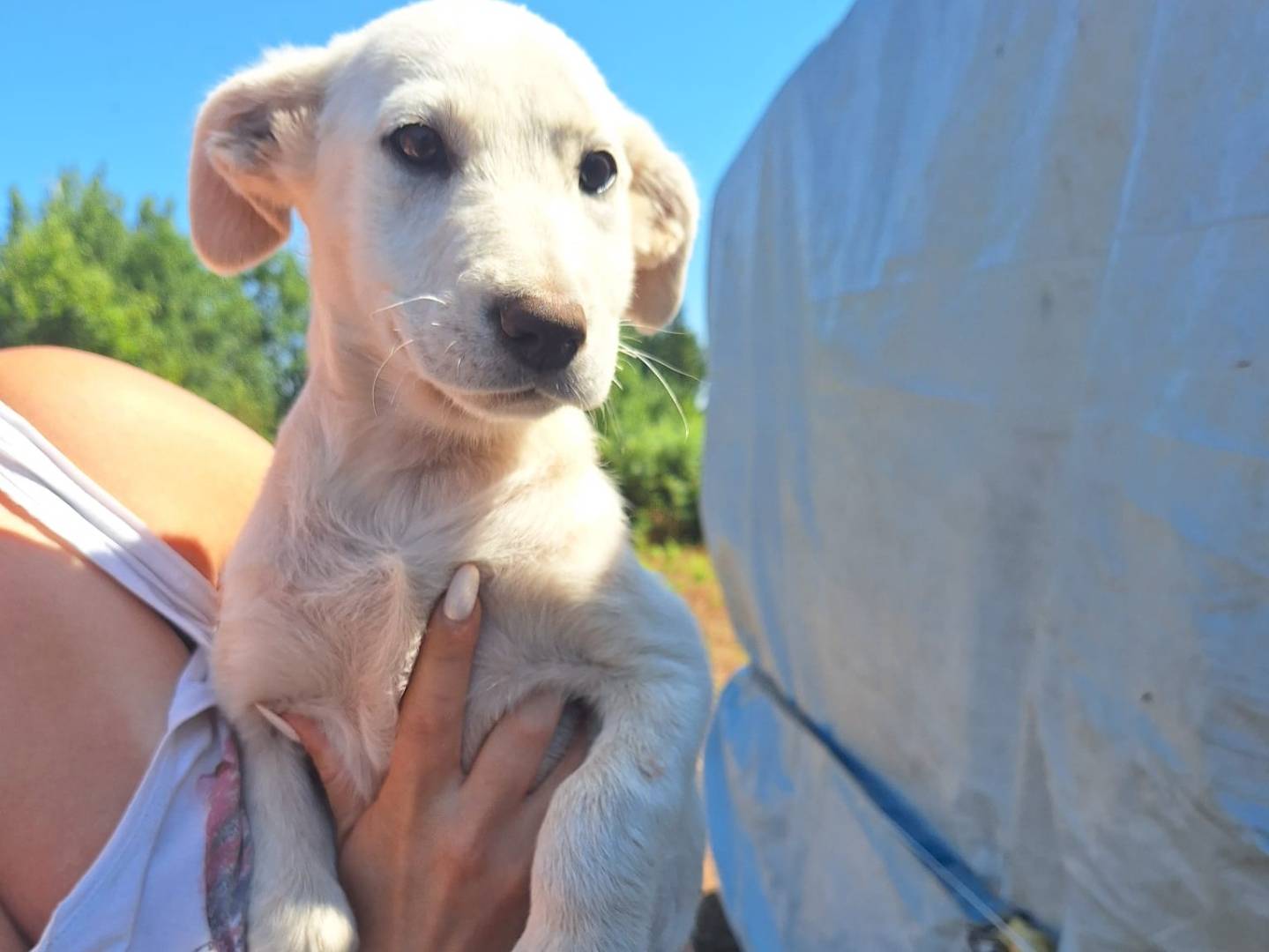 Adozione cane, femmina, Razza sconosciuta Razza sconosciuta, 2 mesi, taglia media, Lucca
