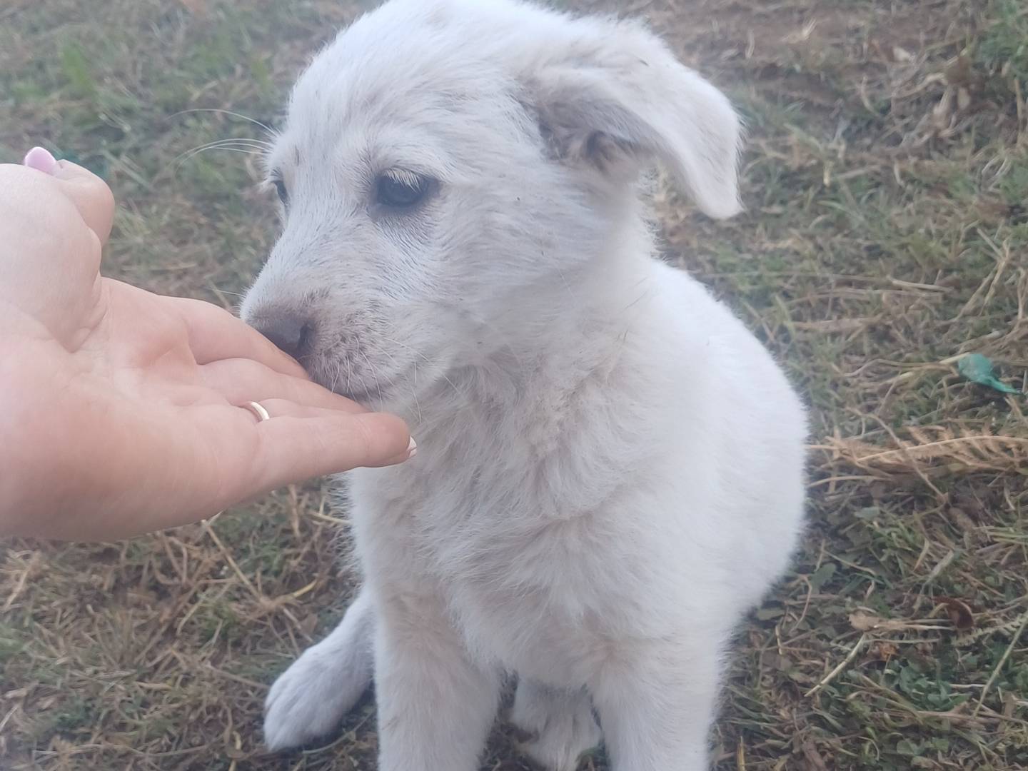 Adotta un cane, femmina, 2 mesi, Lucca