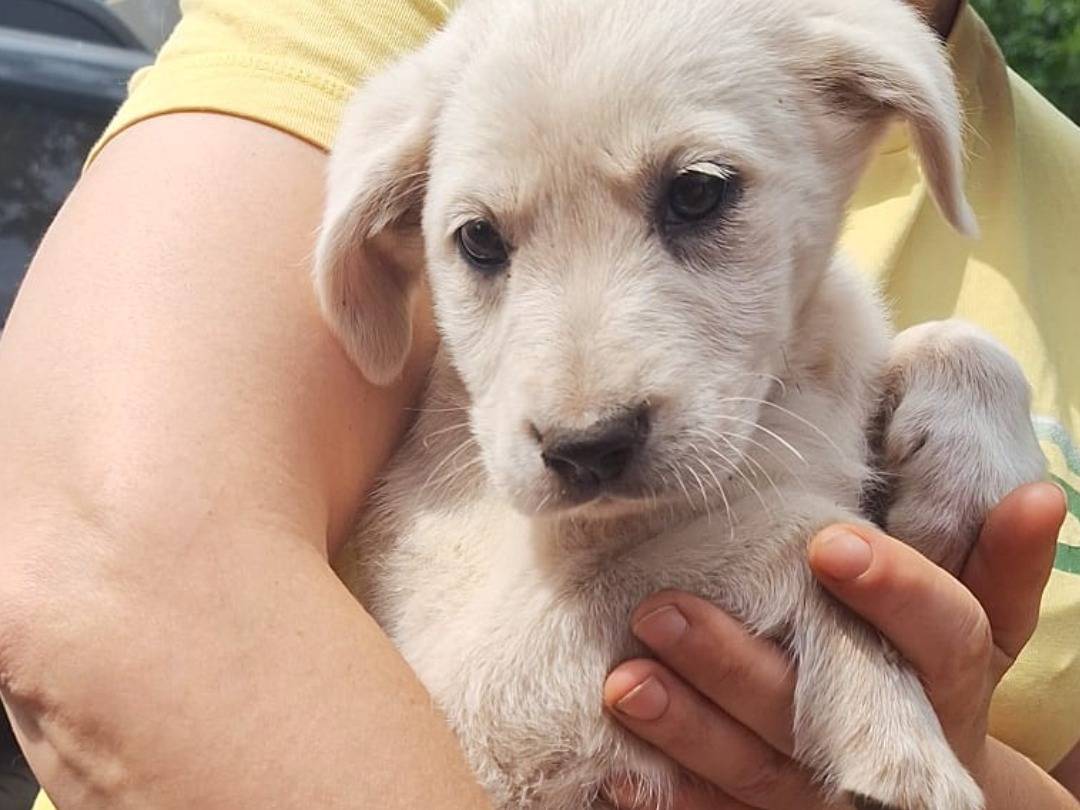 Adotta un cane, taglia media, femmina, Lucca