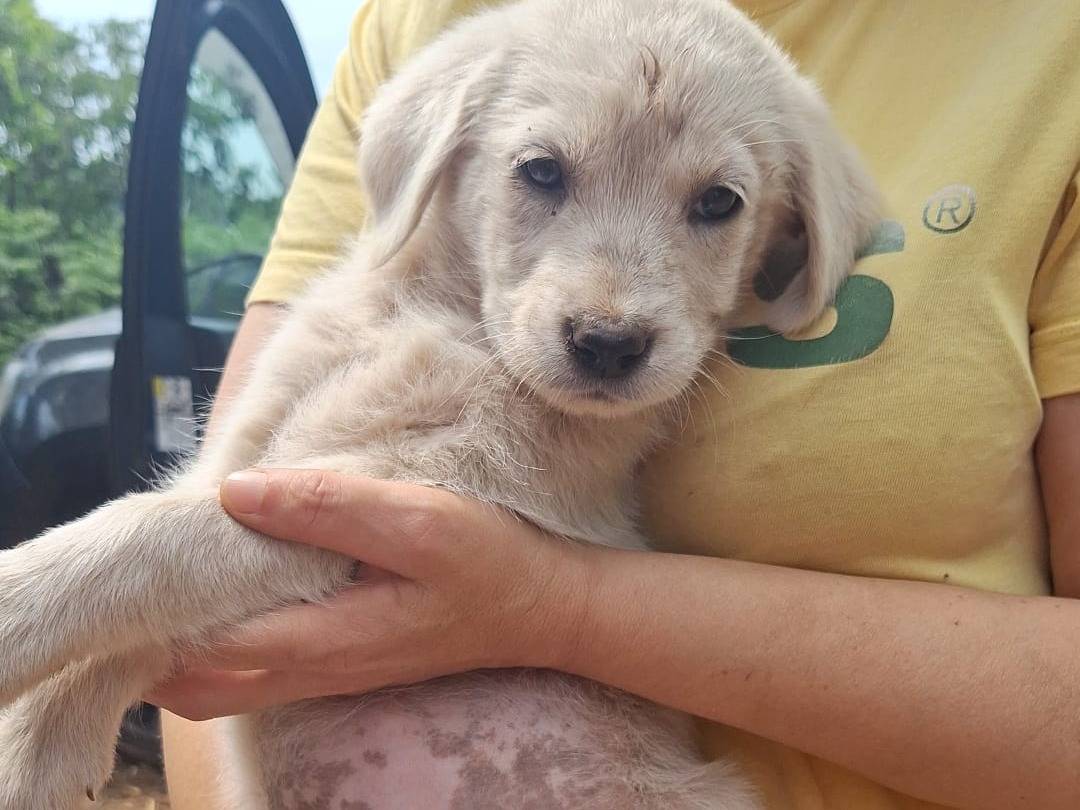 Vuoi adottare un cane a Lucca?
