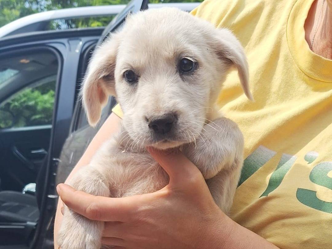 Adotta il cane Maya a Lucca