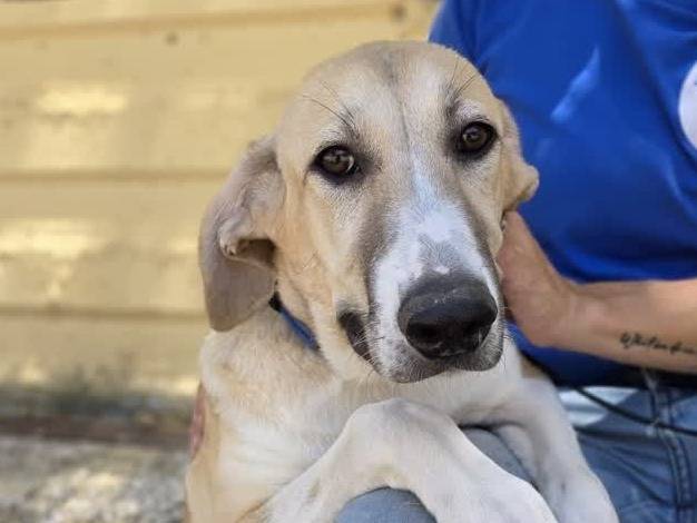 Adozione cane, femmina, Razza sconosciuta Razza sconosciuta, 5 mesi, taglia media, Padova