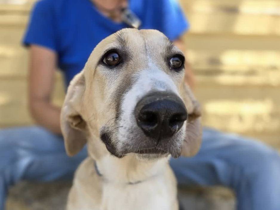 Adotta un cane, femmina, 5 mesi, Padova