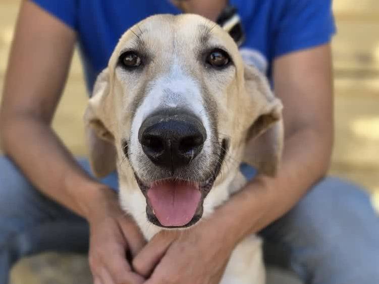 Adotta un cane, taglia media, femmina, Padova