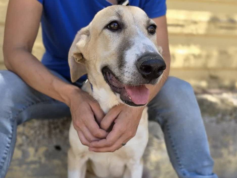 Vuoi adottare un cane a Padova?