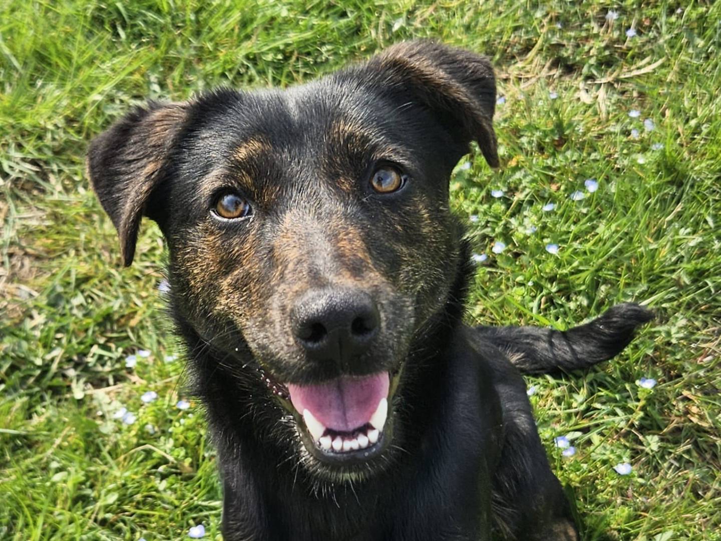 Adozione cane, femmina, Razza sconosciuta Razza sconosciuta, 1 anno e 6 mesi, taglia piccola, Pavia