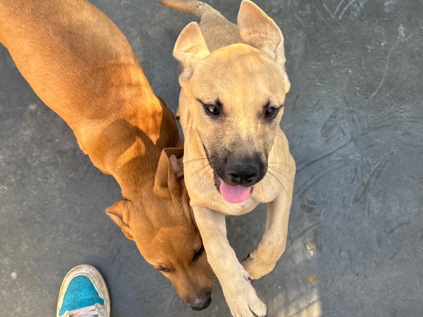 Adozione cane, femmina, Pitbull Razza sconosciuta, 3 mesi, taglia media, Trapani