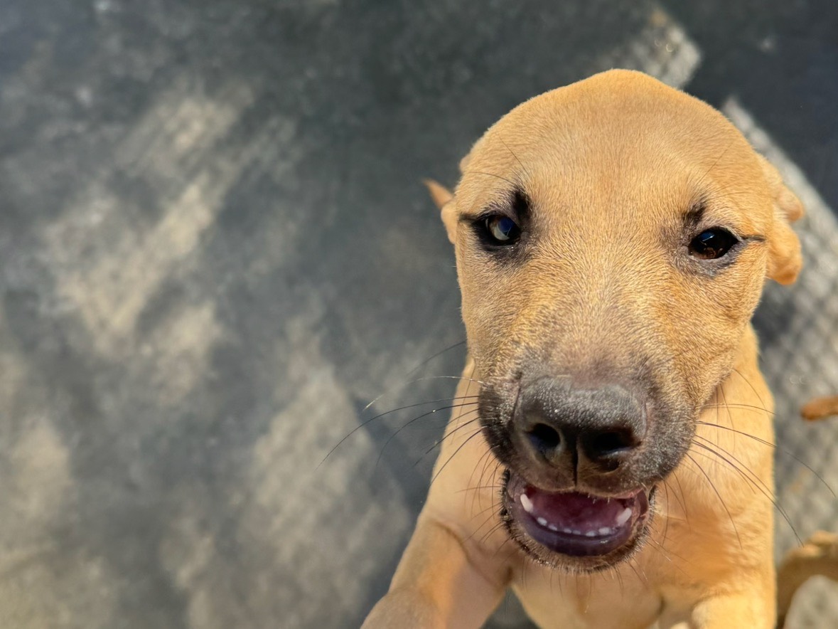 Adotta un cane, femmina, 3 mesi, Trapani