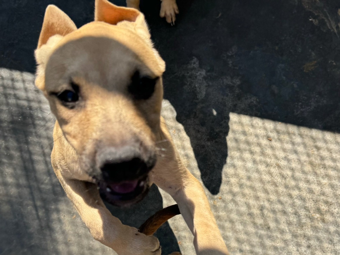 Vuoi adottare un cane a Trapani?