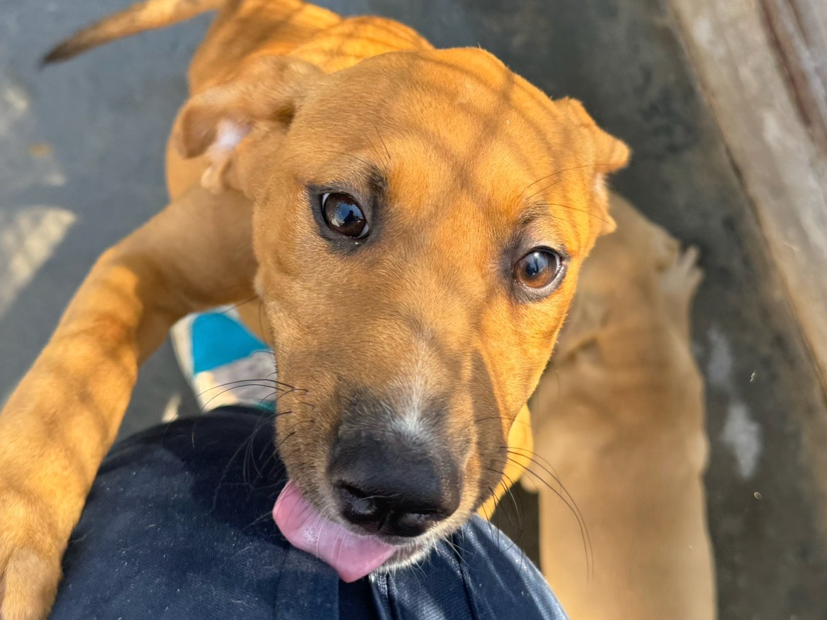 Adozione cane, femmina, Pitbull Razza sconosciuta, 3 mesi, taglia media, Trapani