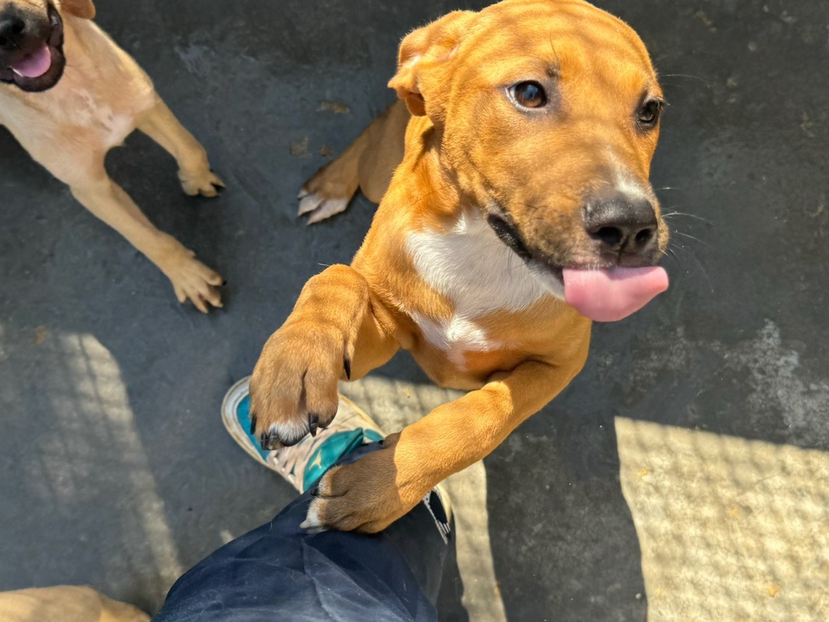 Adotta un cane, femmina, 3 mesi, Trapani