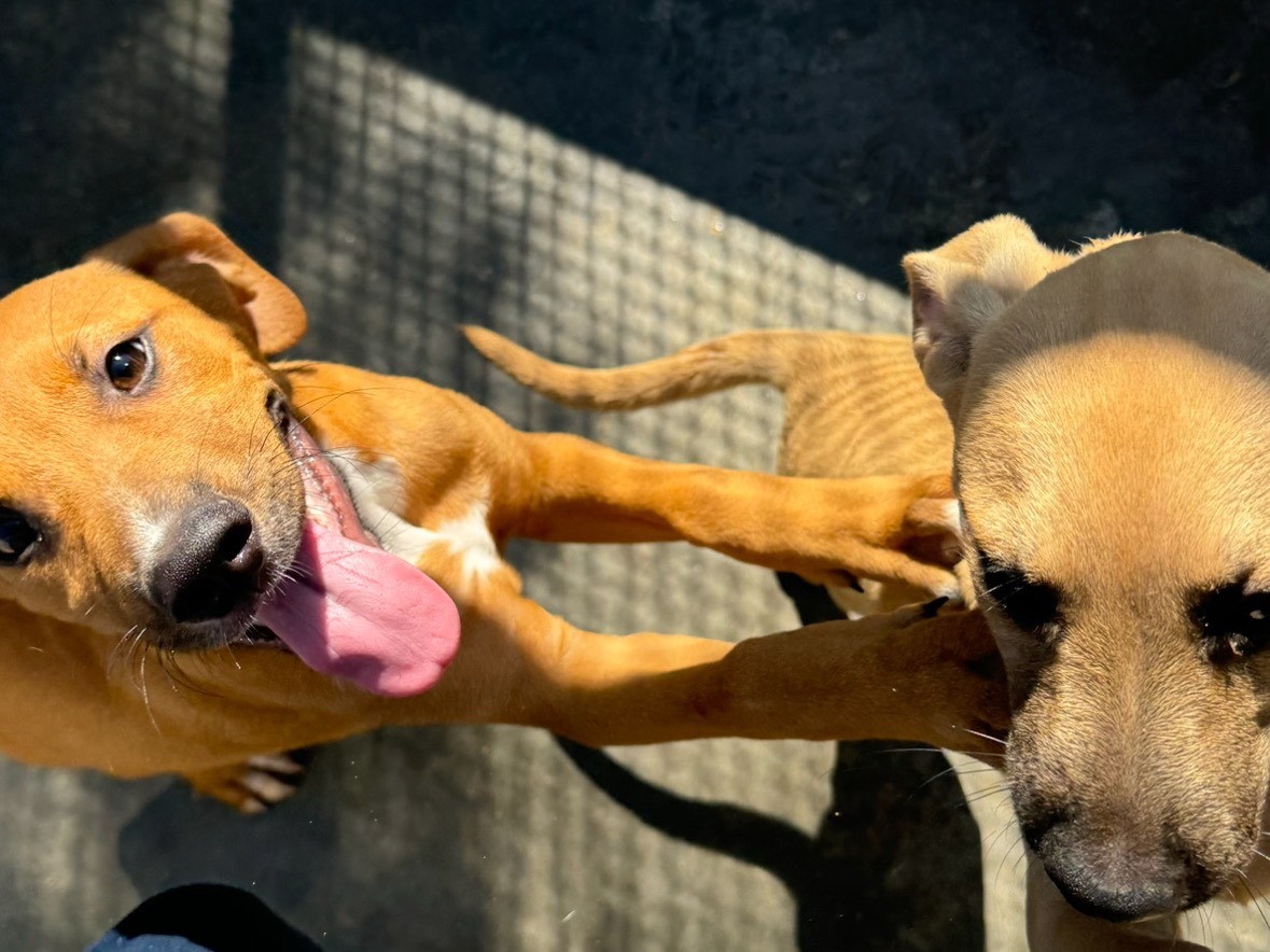 Adotta un cane, taglia media, femmina, Trapani
