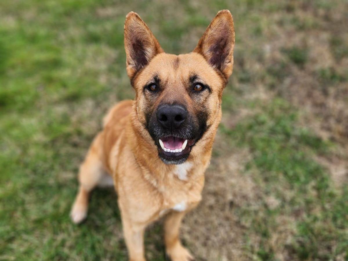Adozione cane, femmina, Razza sconosciuta Razza sconosciuta, 2 anni e 1 mese, taglia media, Pavia