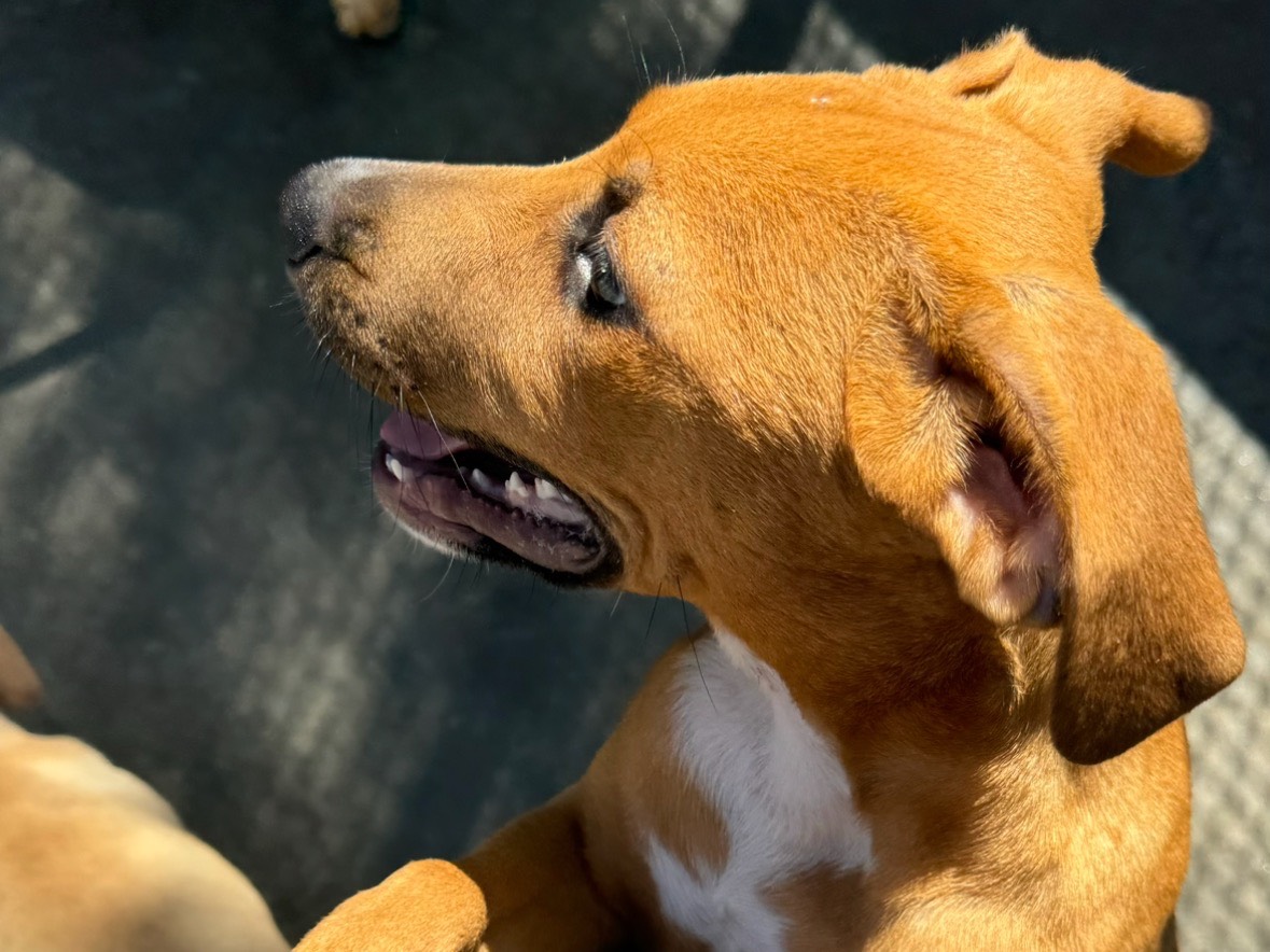 Vuoi adottare un cane a Trapani?